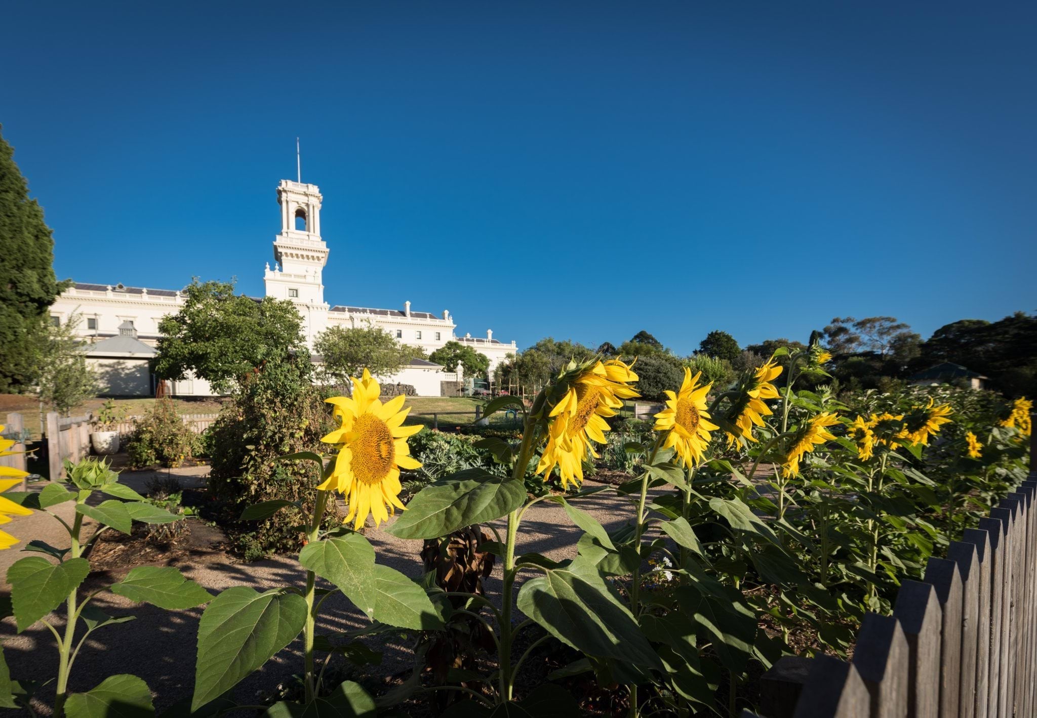 Sunflowers in the Kitchen Garden at Government House Victoria